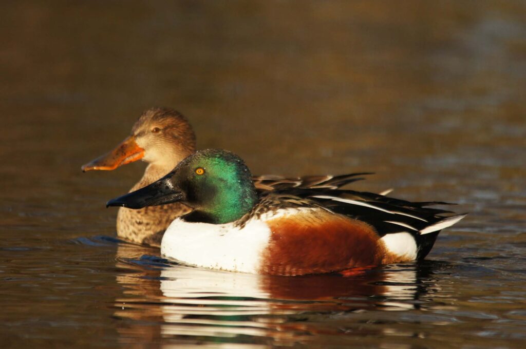 Northern Shoveler ducks male and female on water
