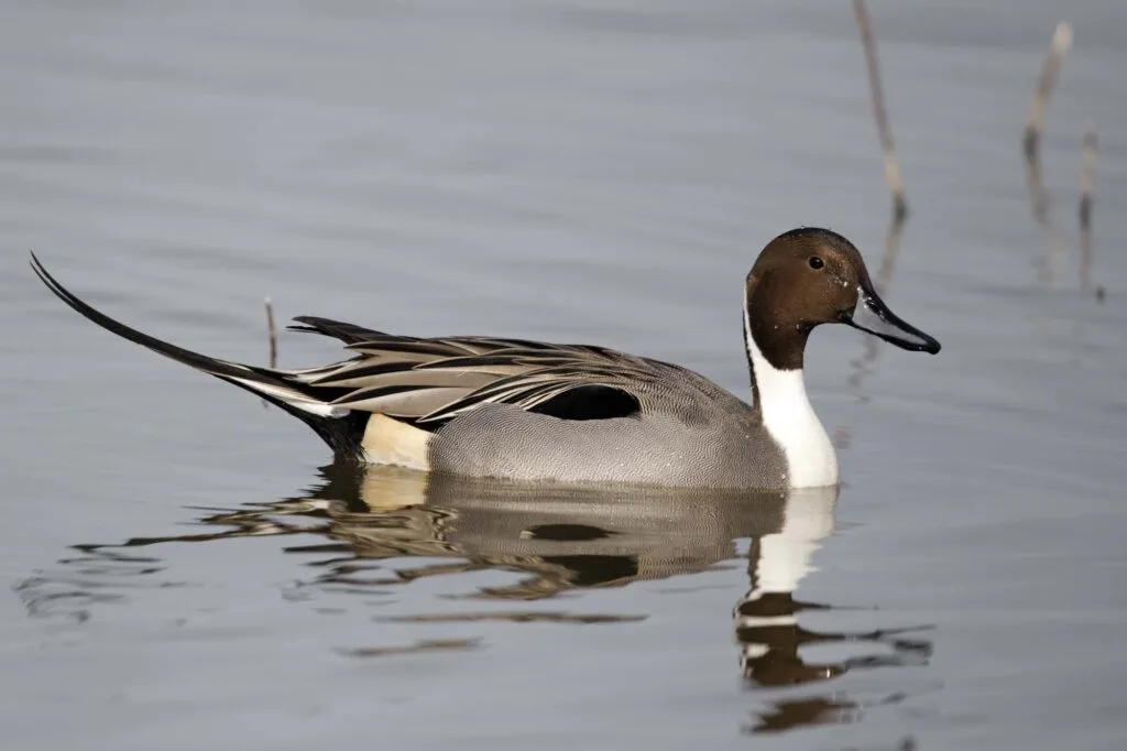 Northern pintail male on water
