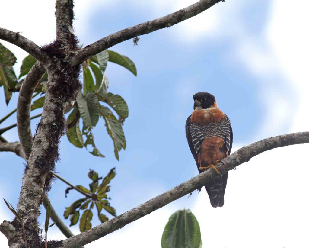 Orange-breasted Falcon perched on tree