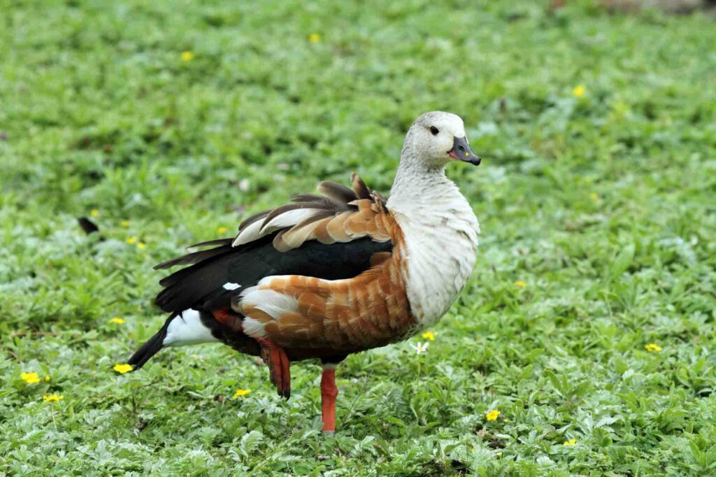 Orinoco Goose on grass