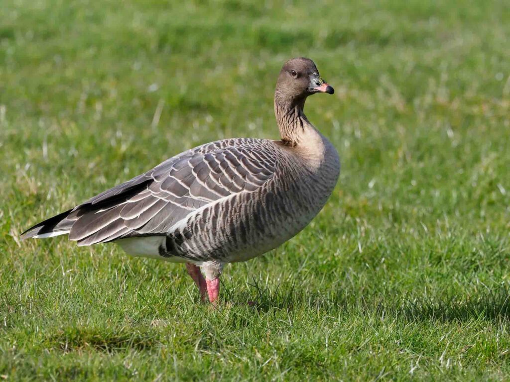 Pink-footed goose, Anser brachyrhynchus, single bird on grass