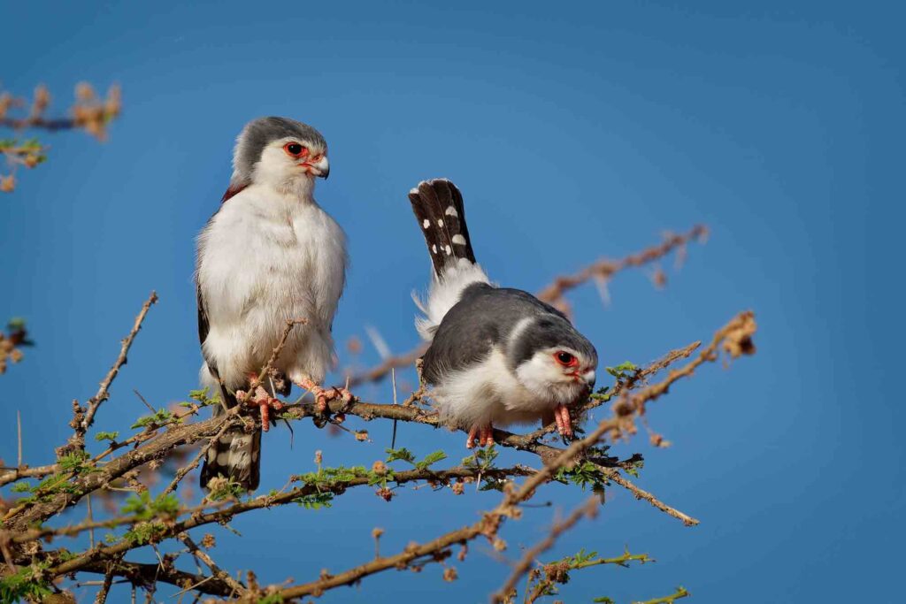 Pygmy falcon pair on tree