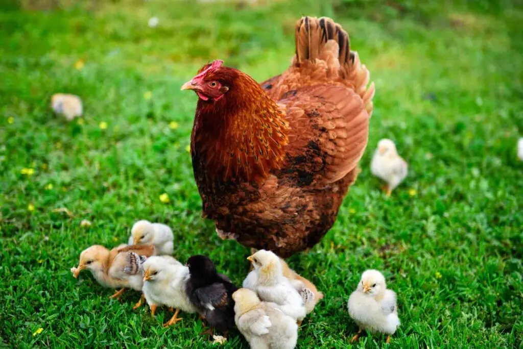 A Rhode Island Red chicken surrounded by baby chicks on the grass