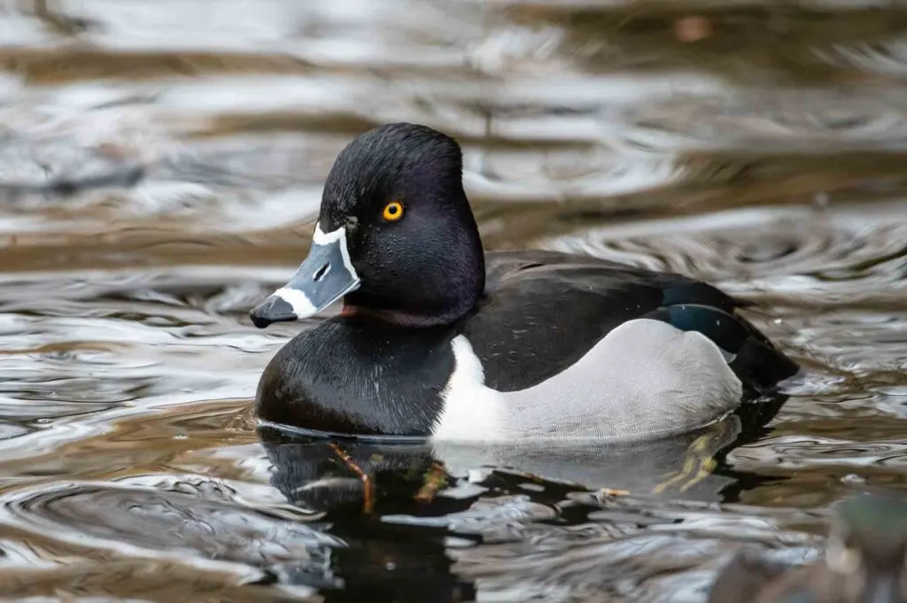 Ring-necked Duck swimming in a lake
