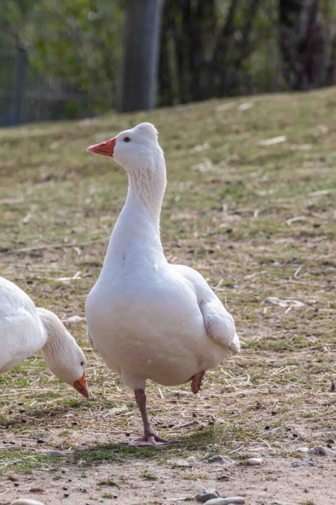 tuffed Roman goose standing on one leg