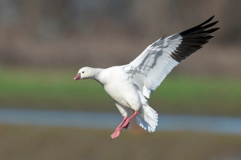 Adult Ross's Goose (Anser rossii) wintering in California
