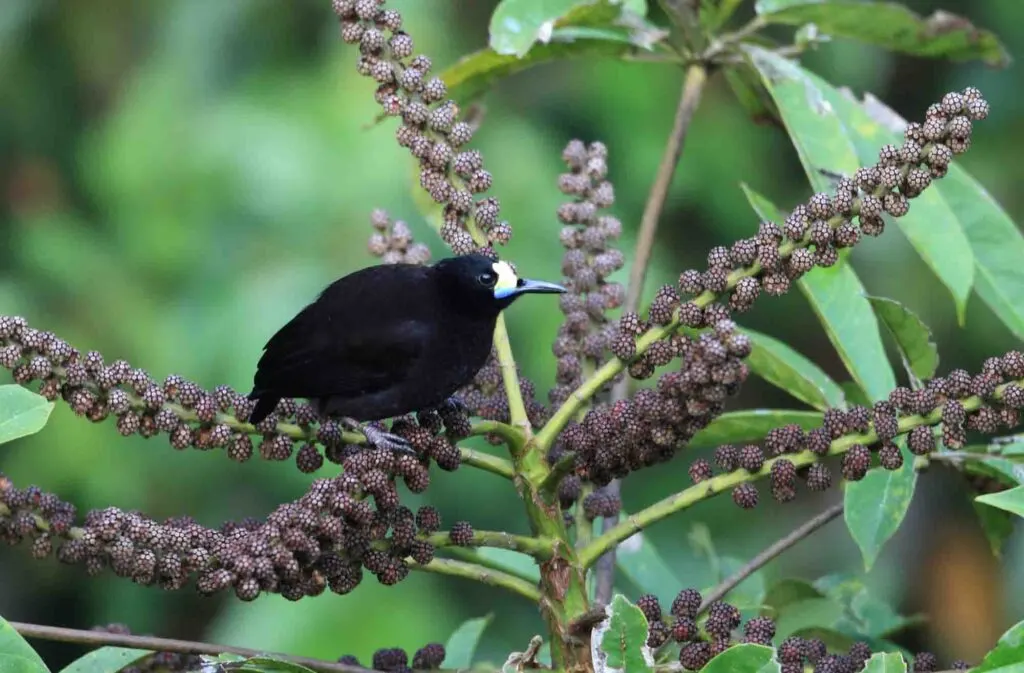 Short-tailed Paradigalla (Paradigalla brevicauda) in Papua New Guinea