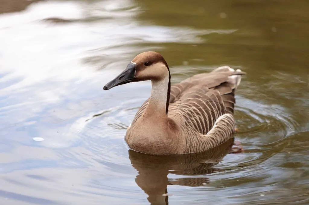 Swan goose called Anser cygnoides swims in a pond