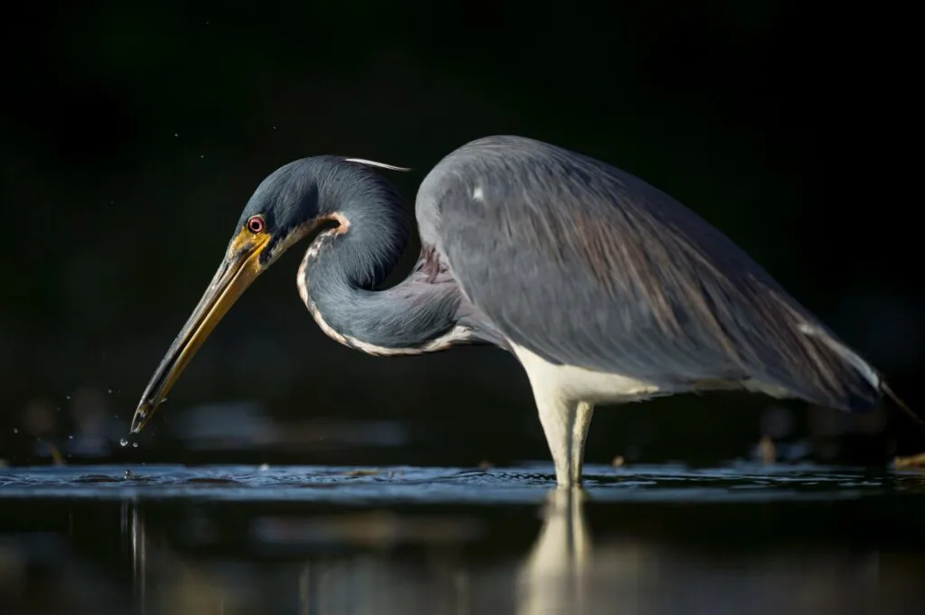 A Tricolored Heron stalks the shallow water in the early morning sun with a dark background and dramatic lighting.