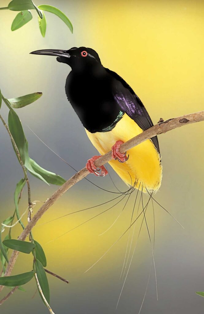 Seleucidis melanoleucus - Twelve Wired Bird-of-Paradise male