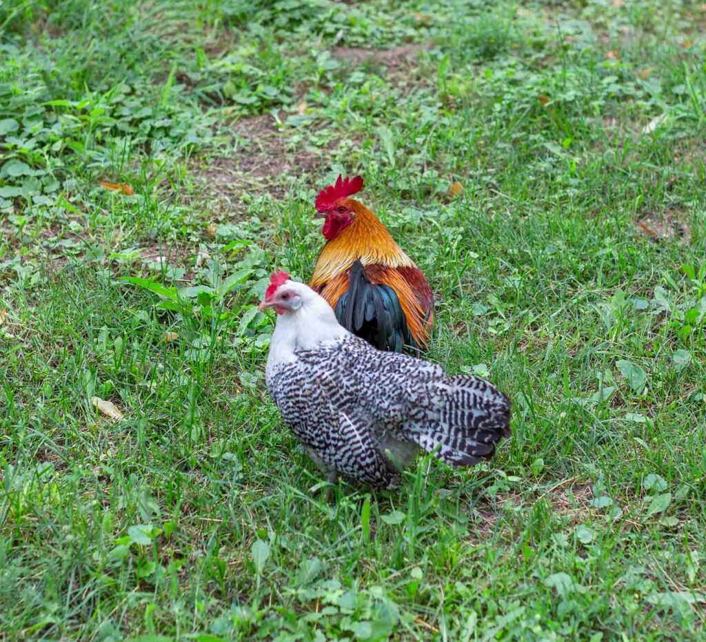 Welsummer Rooster and Egyptian Fayoumi chicken grazing on the grass