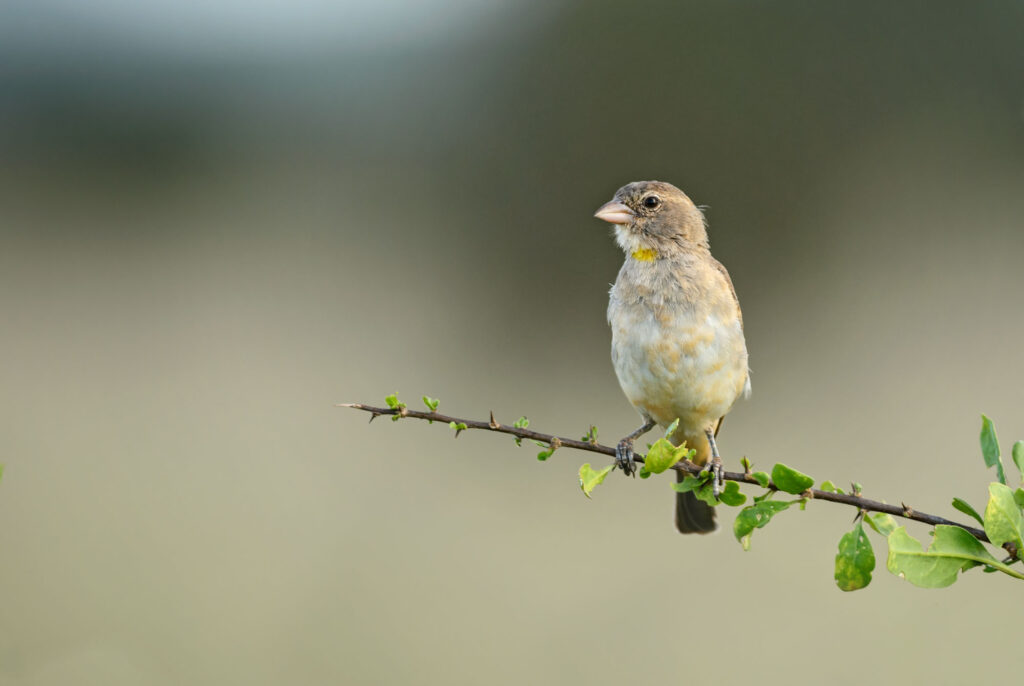 Yellow-spotted Bush Sparrow perching on African savannas