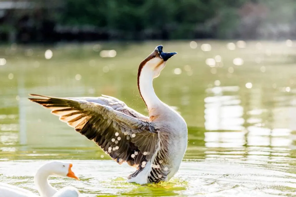African goose flapping wings in the water