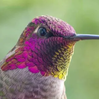 Male Anna's Hummingbird Closeup