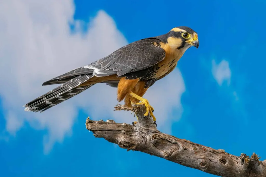 Aplomado Falcon Perched with blue sky background