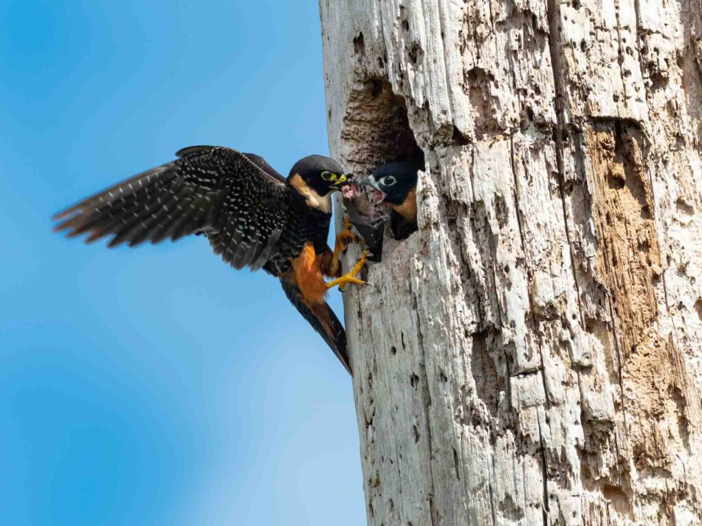 A parent Bat Falcon feeding its young in their nest