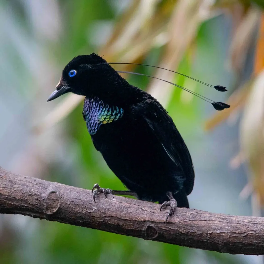 Bird of paradise, Lawes's Parotia (Parotia lawesii), Papua New Guinea