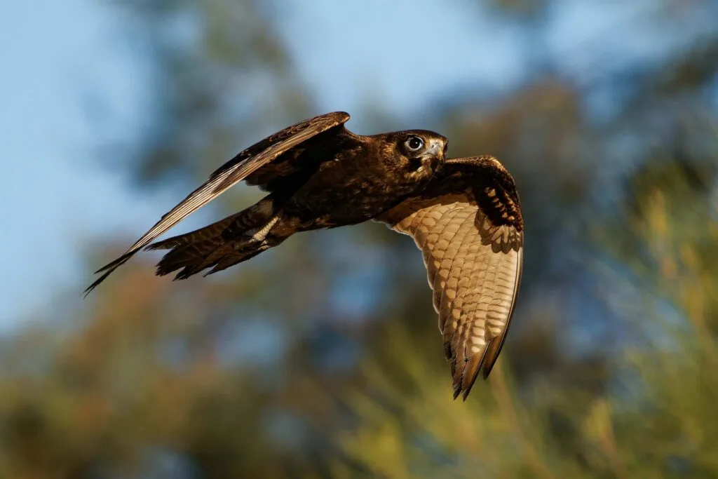 Black falcon flying