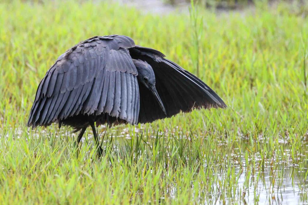 Black heron hunting for fish and frogs in shallow water