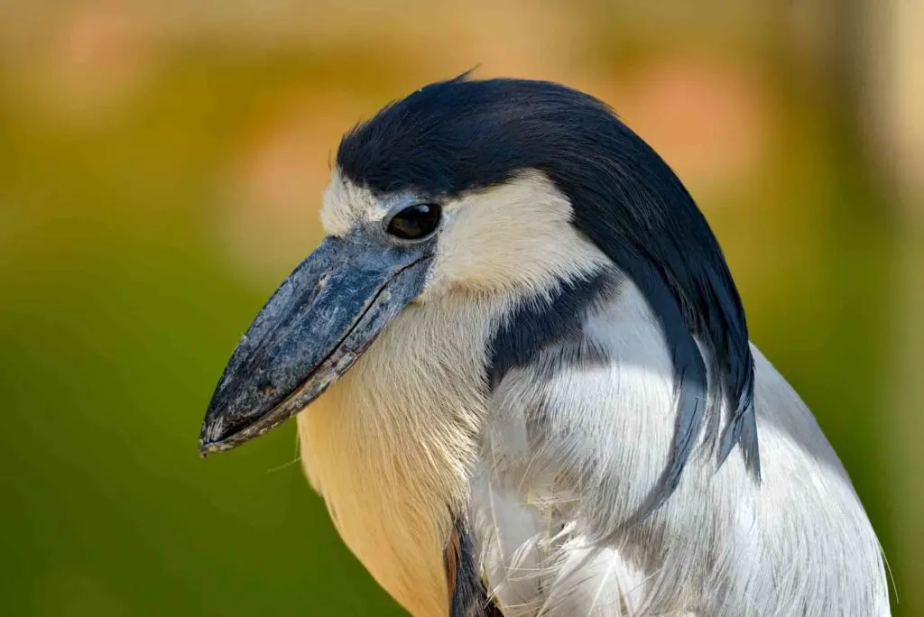 Portrait of boat-billed heron (Cochlearius cochlearius) and seen from profile