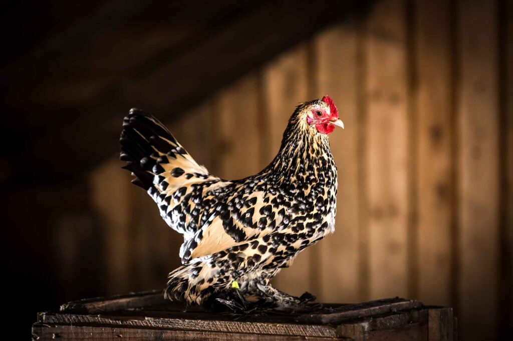 Portrait of booted bantam chicken