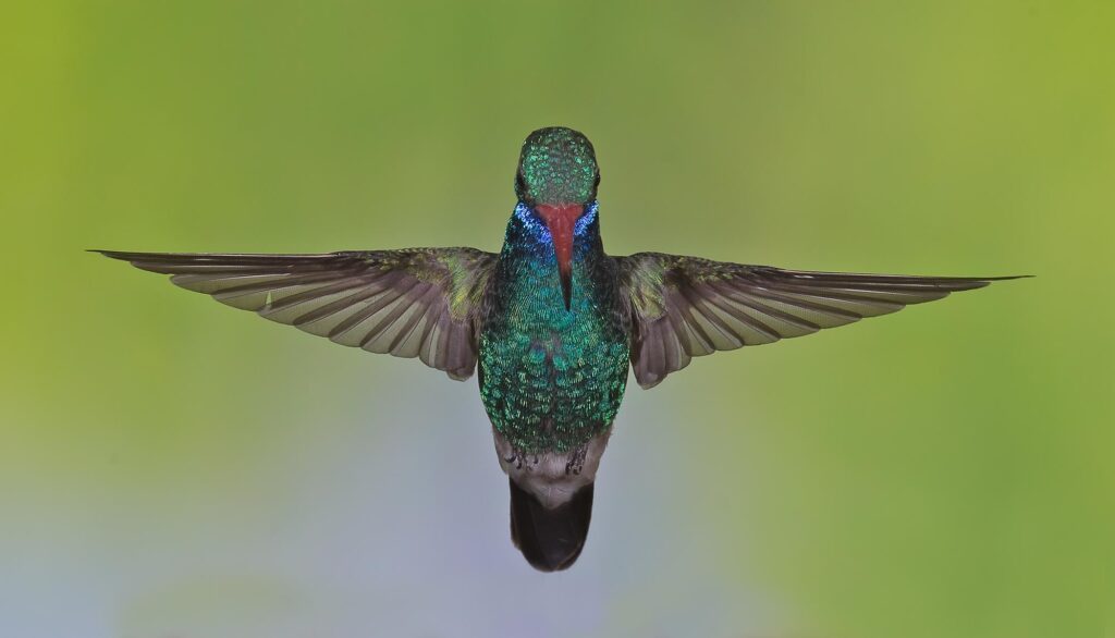 A broad billed hummingbird showing off his colors