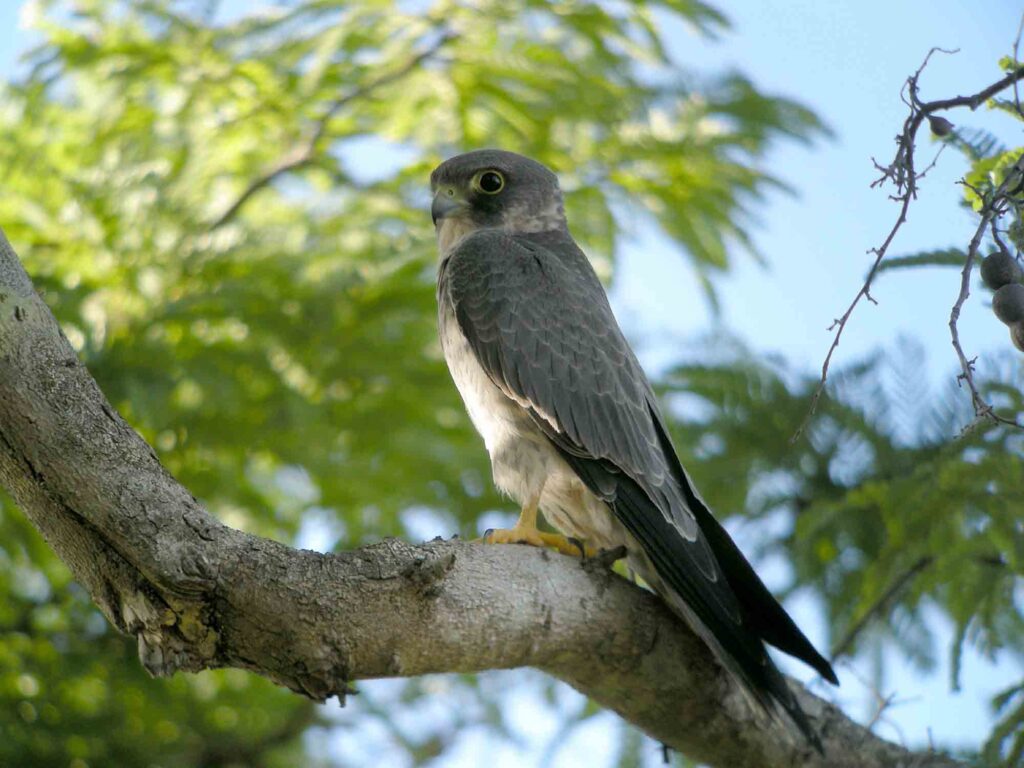Sooty falcon perched on tree