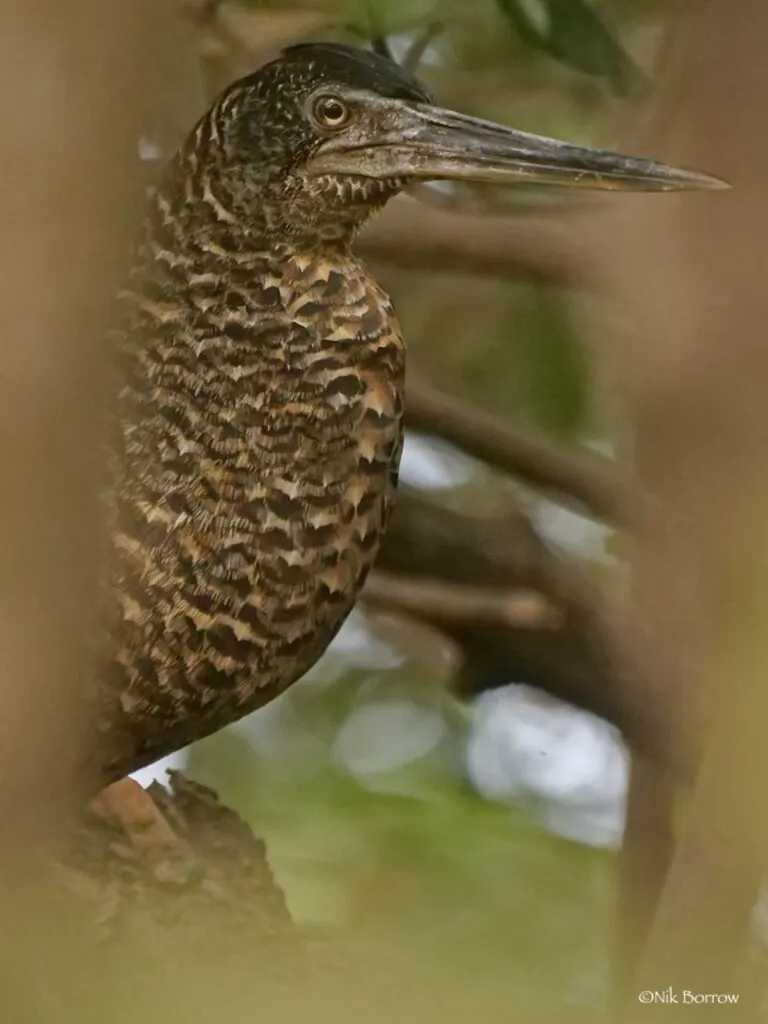 White-crested Tiger Heron in forest
