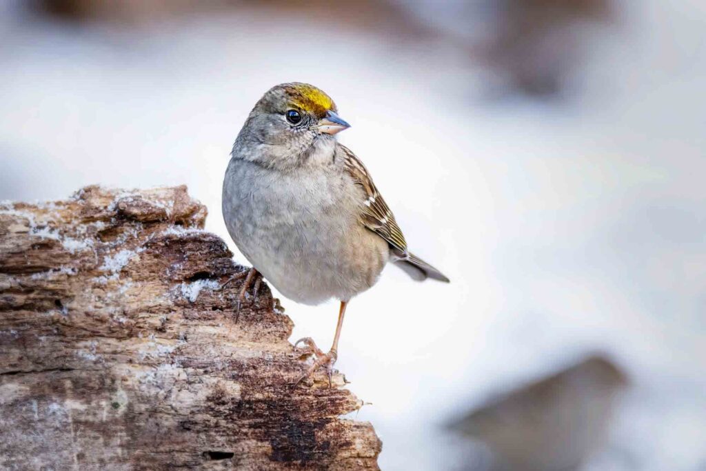 Golden-Crowned Sparrow in the snow