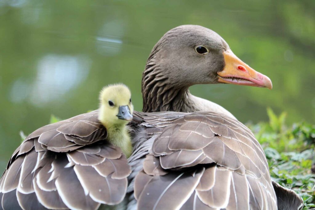 goose and baby goose close-up photo