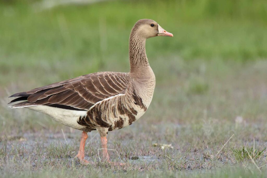 A Greater White-fronted Goose wanders through a coastal marsh in south central Alaska