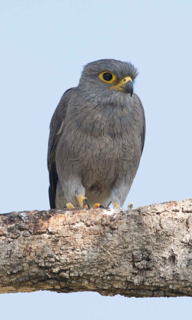 Grey kestrel is a falcon type