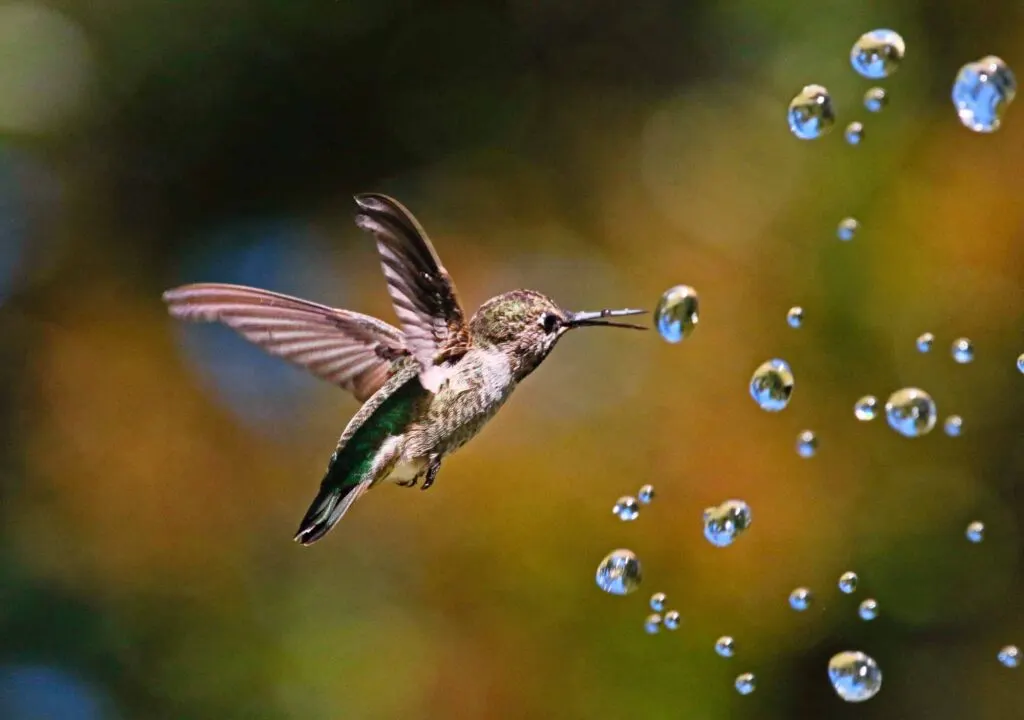 Hummingbird flying with water drops