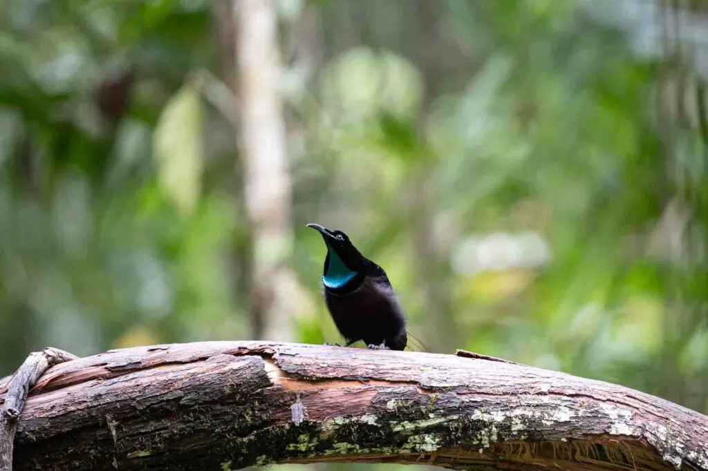 magnificent riflebird bird-of-paradise on the tree in forest