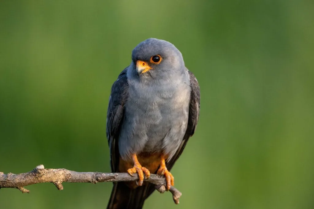 Red-footed falcon perched on tree