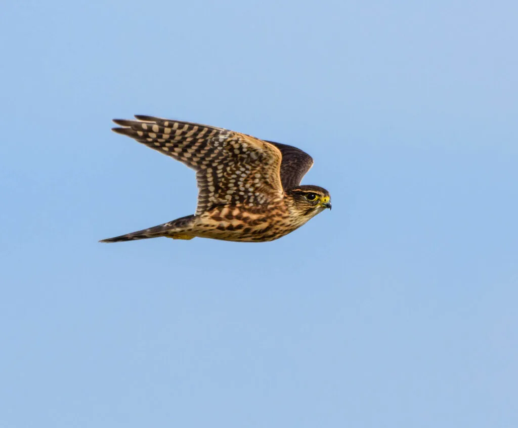 Merlin falcon flying