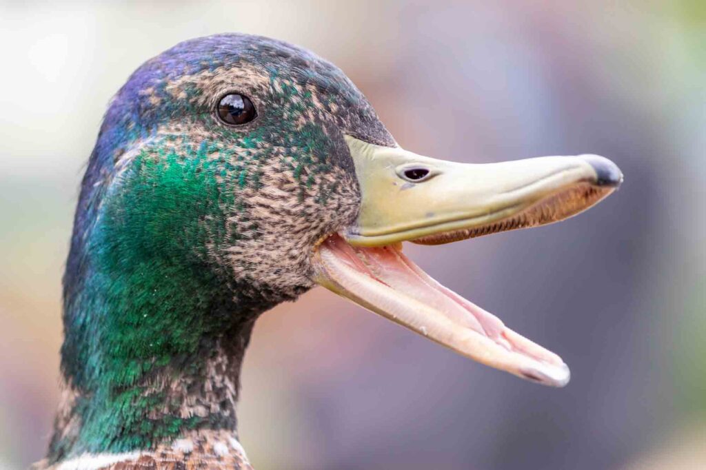 Profile of a mallard duck with its beak open