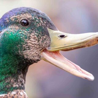 Profile of a mallard duck with its beak open