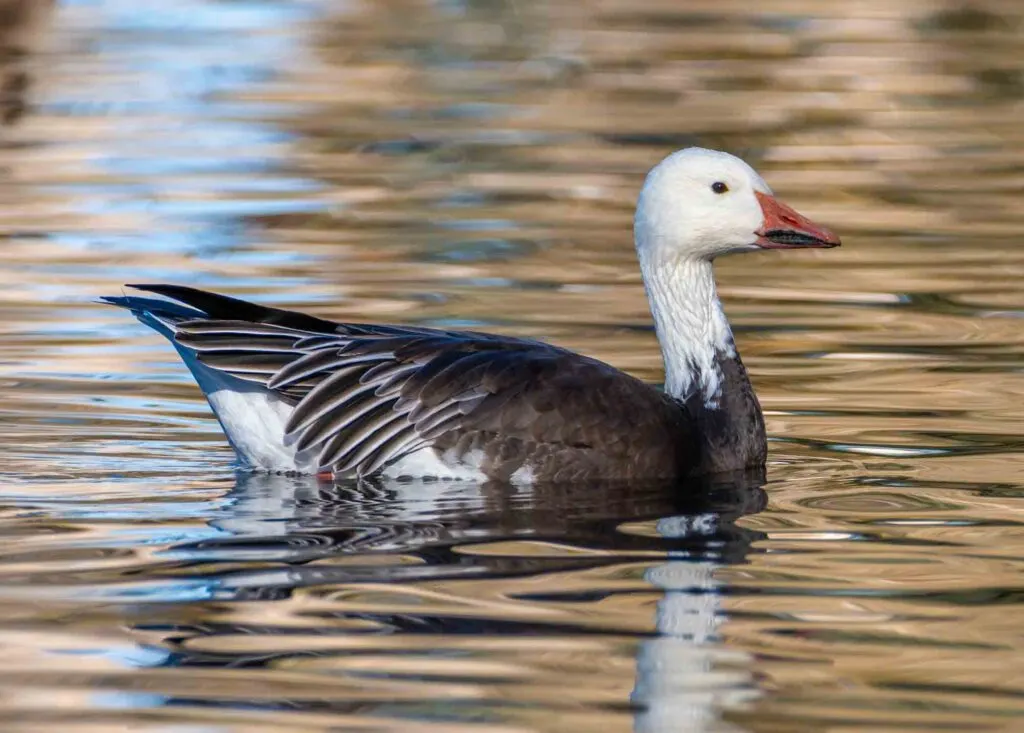 Photograph of a beautiful blue phased Snow Goose swimming in a Colorado winter pond.