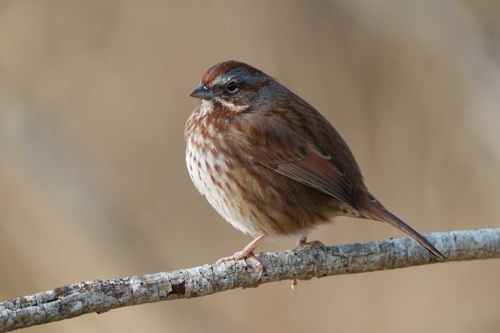 Song sparrow resting