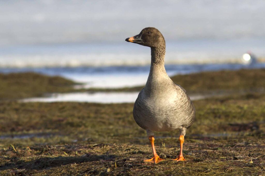 Tundra bean goose standing on the shore of the lake tundra spring day