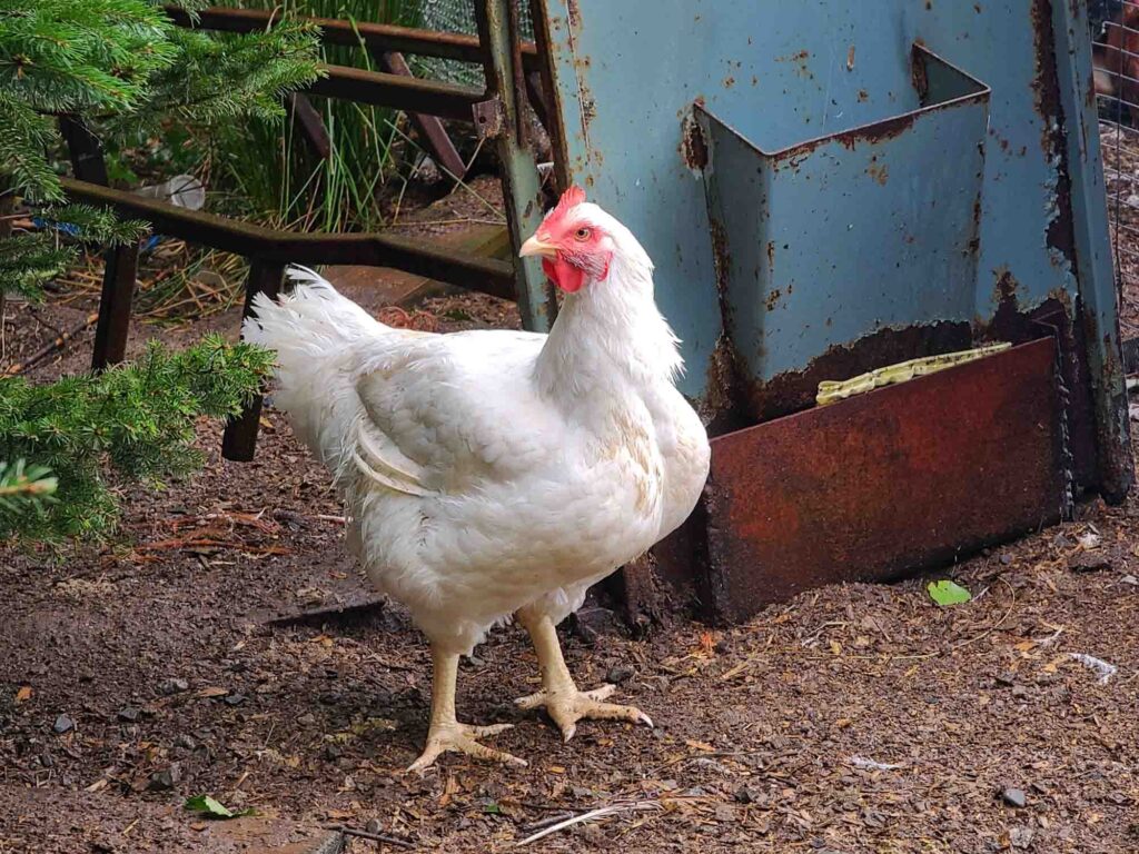 White Plymouth Rock chicken in dirt