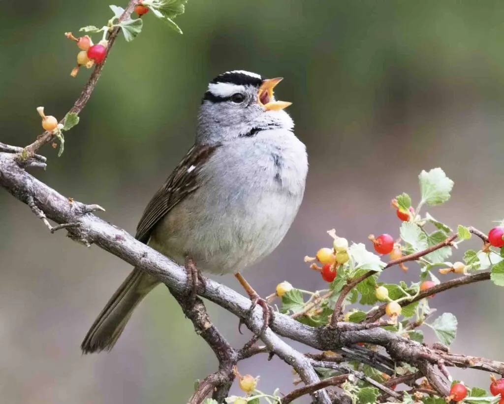 White-crowned Sparrow singing on a branch with red berries