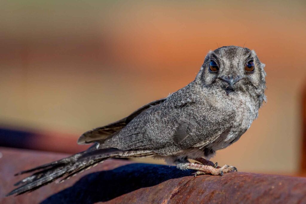Australian Owlet-Nightjar sitting on ruth bar and looking into camera