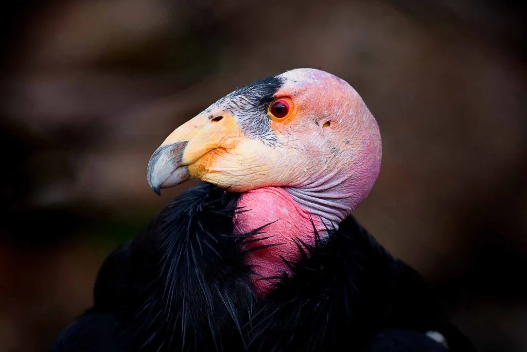 California Condor portrait