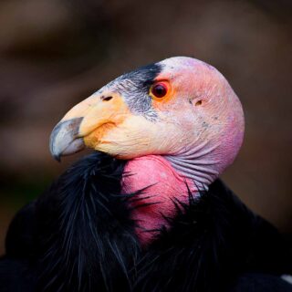 California Condor portrait