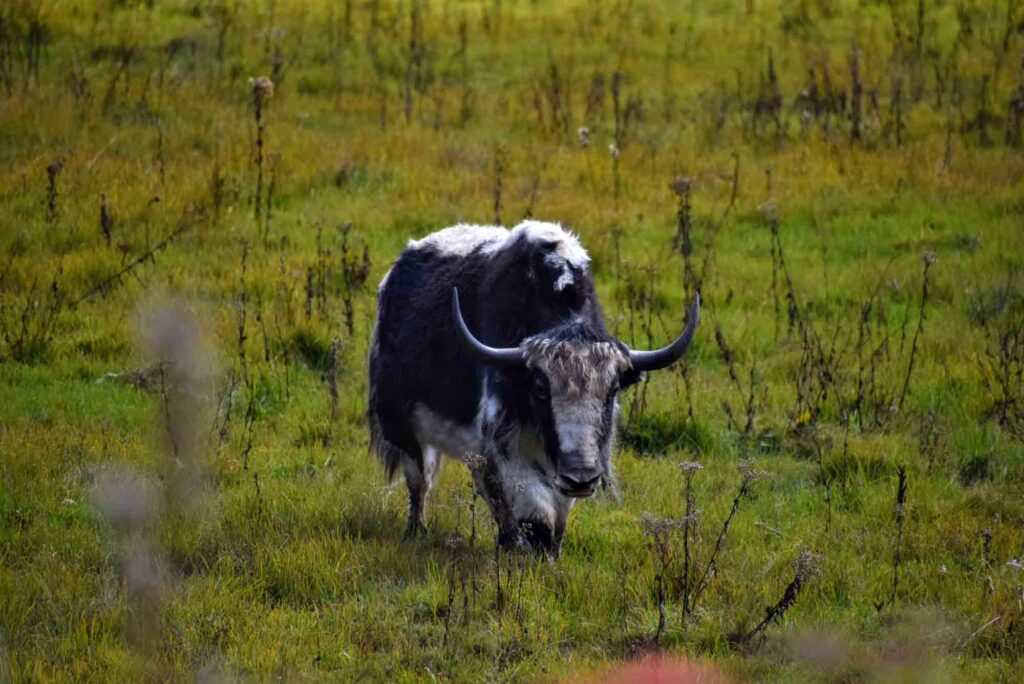 This animal is Dzo which is a mixed breed between Cow and Yak