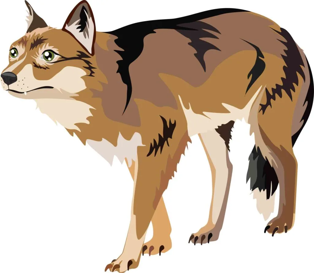 illustration of an extinct Falkland Islands wolf