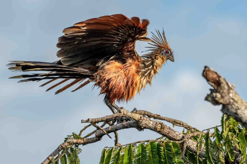 Hoatzin (Opisthocomus hoazin), endemic bird of the Amazon Region perched on the branch