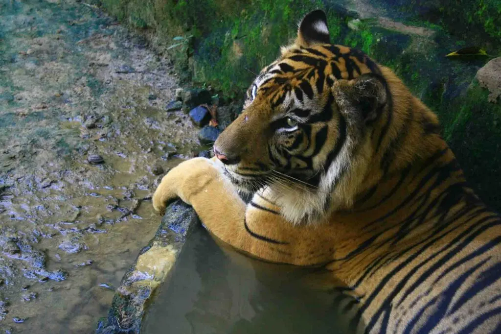 The Javan tiger lived in the Indonesian island of Java until the mid 1970s